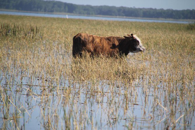 VIP Private Airboat Tour near Orlando - Who Would Enjoy This Tour?