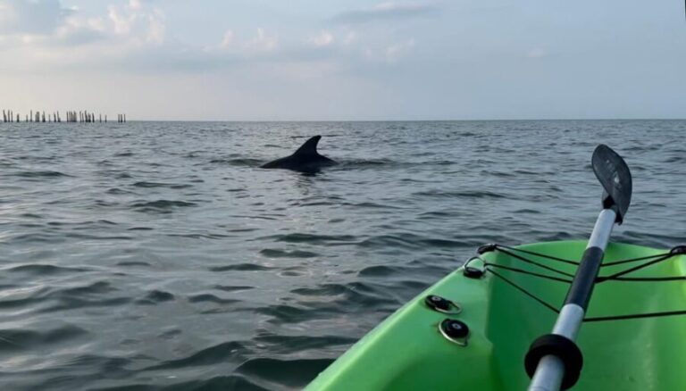 Virginia Beach: Dolphin Kayak Tour: This is a Workout! - The Experience: Why It’s Worth Your Time