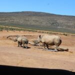 Visit African Big 5 Safari Aquila Game Reserve from Cape Town - full Day - Arriving at Aquila Game Reserve: Your Gateway to the Big Five