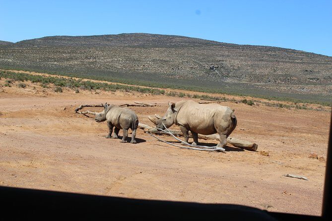 Visit African Big 5 Safari Aquila Game Reserve from Cape Town - full Day - Arriving at Aquila Game Reserve: Your Gateway to the Big Five