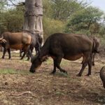 Visit Bandia Reserve and Lunch - Practical Details: Transportation, Timing, and Cost