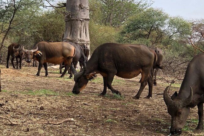 Visit Bandia Reserve and Lunch - Practical Details: Transportation, Timing, and Cost