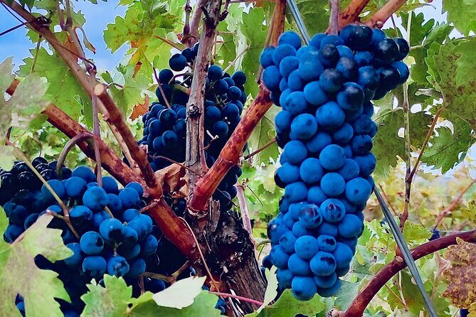 Visit Cuenca and a Vineyard in Spanish Tuscany from Madrid - Arrival in Cuenca & First Impressions