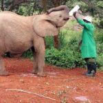 Visiting the Nairobi Elephant Orphanage Tours and Tickets - Authentic Experiences from Reviews