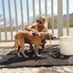 Volunteering with animals in Sao Vicente! - Who Will Love This Experience?