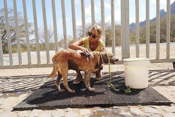 Volunteering with animals in Sao Vicente! - Who Will Love This Experience?