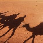Wadi Rum: Camel Trek Adventure - The Value of the Experience
