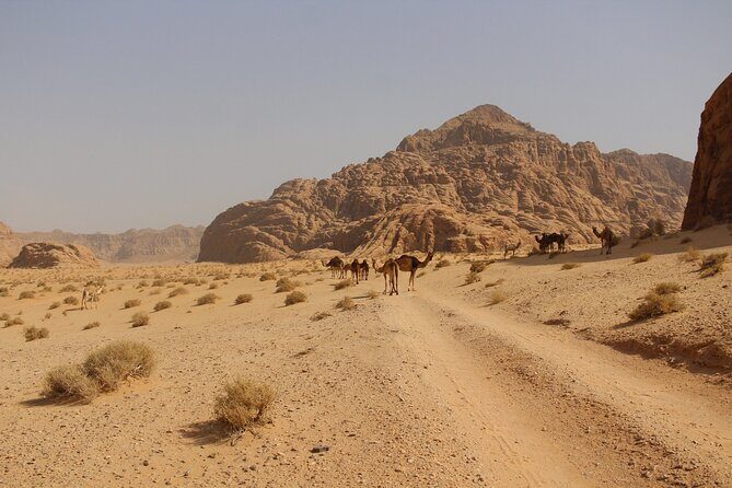 Wadi Rum Full Day Jeep Tour - Transportation, Duration, and Practicalities