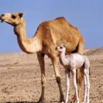 Wahiba Sands&Wadi Bani Khalid desert Safari(Muscat tours) : Tours - FAQ