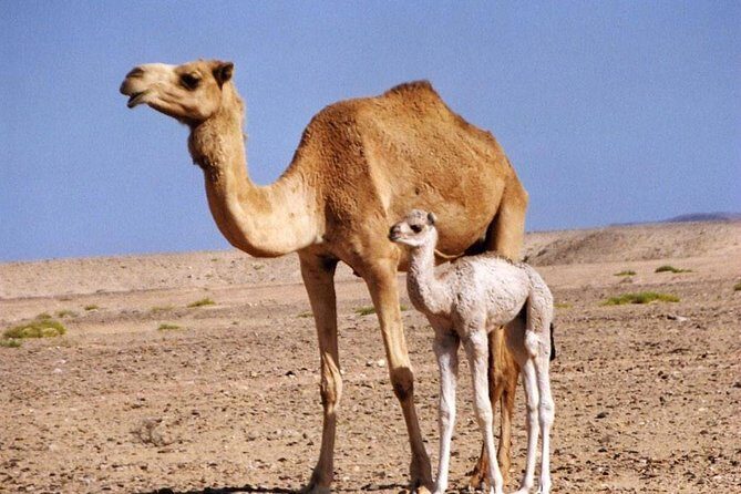 Wahiba Sands&Wadi Bani Khalid desert Safari(Muscat tours) : Tours - FAQ