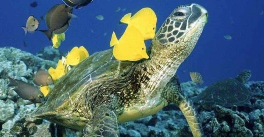 Waikiki Beach: Turtle Snorkeling and Sailing on Hwea - The Itinerary: From Shore to Turtle Sanctuary