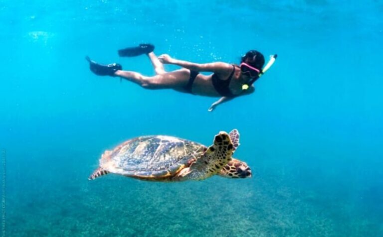 Waikiki: Turtle Snorkeling Cruise with 20ft Jumping Platform - Is It Worth the Price?