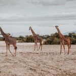Walking Day Tour to Safari in Arusha National Park - Why This Tour Offers Great Value