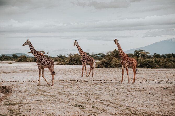 Walking Day Tour to Safari in Arusha National Park - Why This Tour Offers Great Value