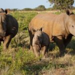 Walking Safari - Practical Details That Matter