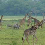 Walking safari & game drive Day trip in Arusha National park - The Walking Safari Experience