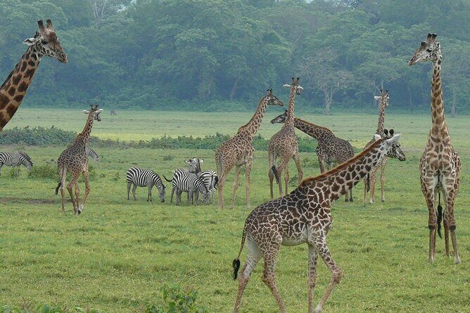 Walking safari & game drive Day trip in Arusha National park - The Walking Safari Experience