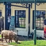 Walking Safari of Victoria Falls Town - The Significance of Each Stop