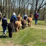 Walking with Alpacas in Turin: an experience of nature in the city - Final Thoughts