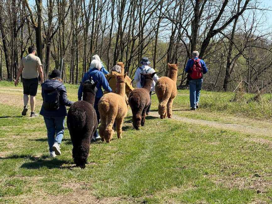 Walking with Alpacas in Turin: an experience of nature in the city - Final Thoughts