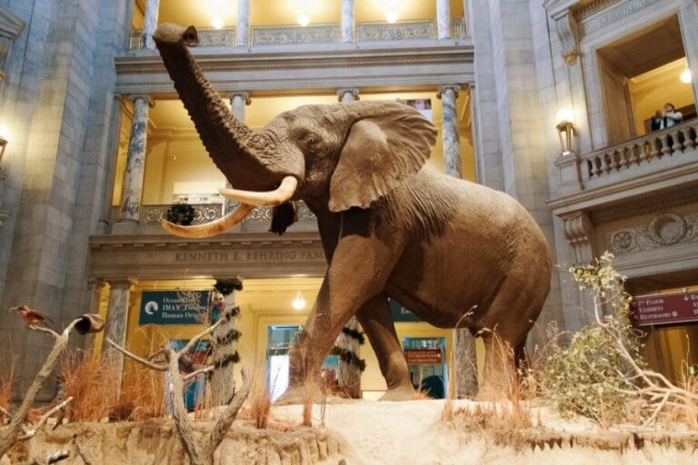 Washington DC: National Museum of Natural History Tour - Why This Tour Works
