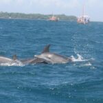 Wasini Dolphin Day Trip - Introduction