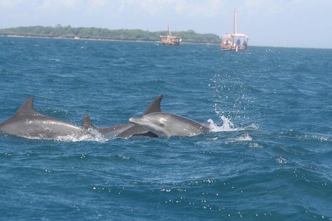 Wasini Dolphin Day Trip - Introduction