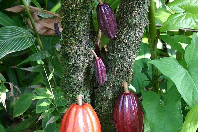 Waterfall, Rainforest, Chocolate Tour & Historical Sites - Who Should Consider This Tour?