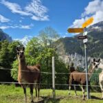 Wengen: Family-Friendly Countryside Farm Tour in Swiss Alps - What to Expect on the Tour