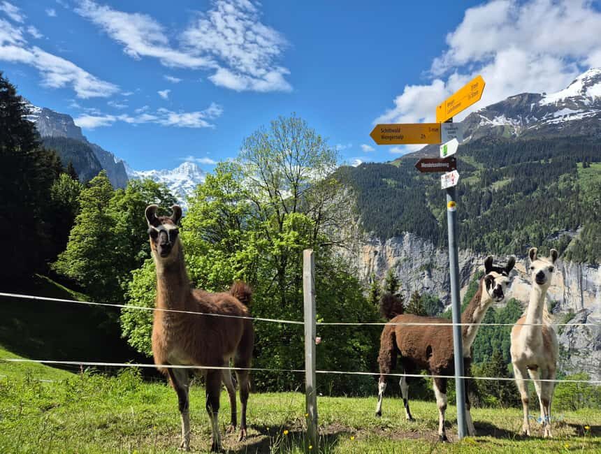 Wengen: Family-Friendly Countryside Farm Tour in Swiss Alps - What to Expect on the Tour