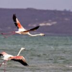 West Coast Wonders Full Day Tour with Private Transfer - The Scenic Trails and Wildlife Spotting