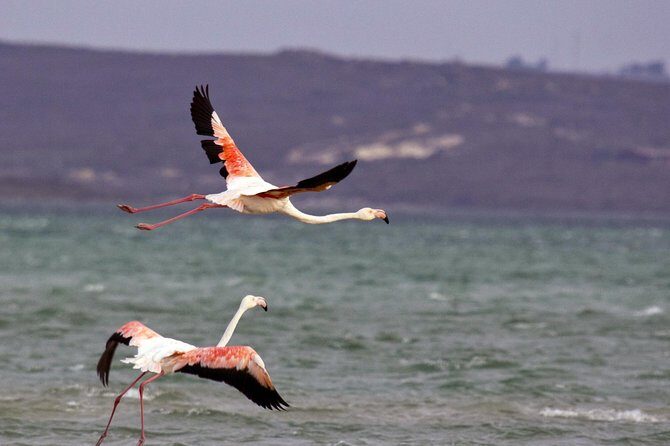 West Coast Wonders Full Day Tour with Private Transfer - The Scenic Trails and Wildlife Spotting
