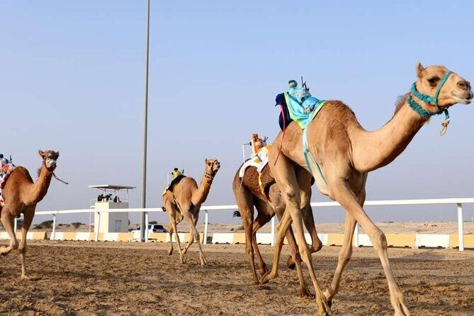 West Of Qatar, Mushroom Rocks, Camel Racing Track, Richard Serra - Starting at Al Shahaniya Camel Racing Track
