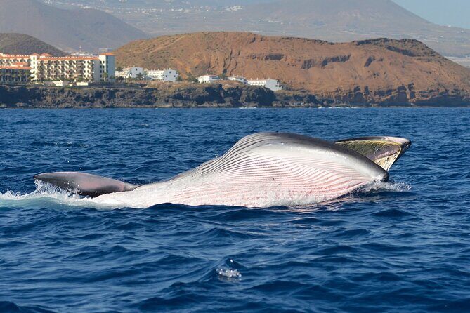 Whale and Dolphin Watching EcoAdventure in Tenerife - Why This Tour Works Best for You