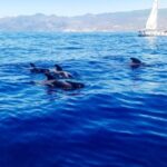 Whale and Dolphin Watching Sailing Tour  Los Gigantes (3H) - What to Expect on the Tour