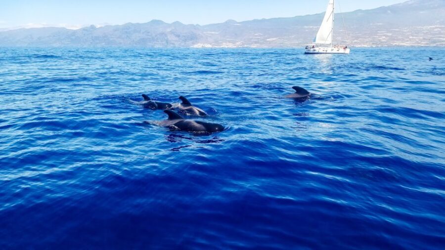 Whale and Dolphin Watching Sailing Tour  Los Gigantes (3H) - What to Expect on the Tour