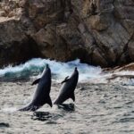 Whale, Dolphin & Penguin Island Cruise - Who Should Consider This Tour?