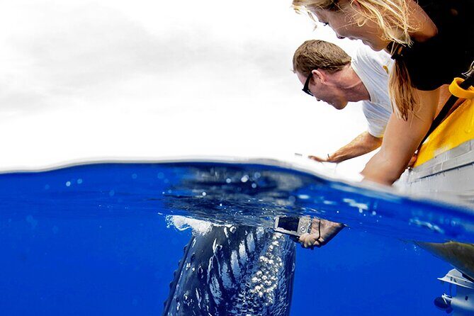 Whale Watch Adventure Aboard Maui's Only Luxury Super Raft - Practical Tips