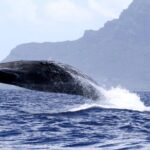 Whale watching - The Itinerary: What to Expect