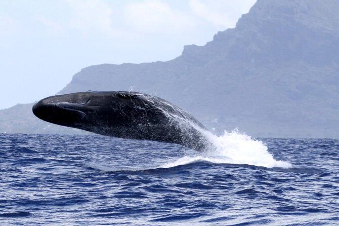 Whale watching - The Itinerary: What to Expect