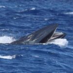 Whale watching - FAQs