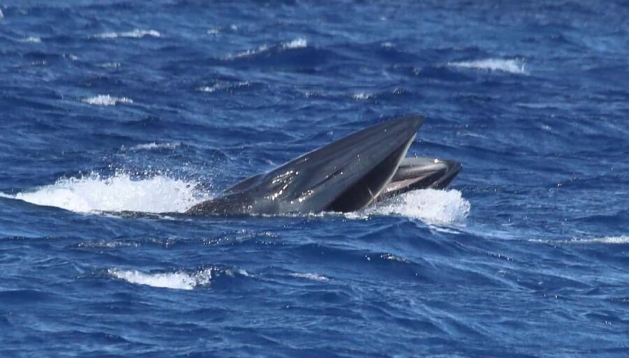Whale watching - FAQs