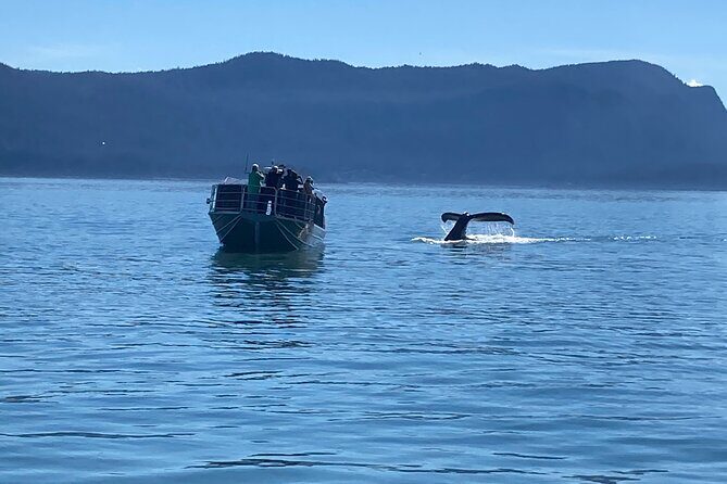 Whale Watching Adventure in Juneau - Who Will Love This Tour?