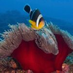 Whale Watching and Private Ocean Safari Experience in Mauritius - Pricing and Value Analysis
