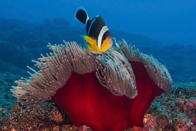 Whale Watching and Private Ocean Safari Experience in Mauritius - Pricing and Value Analysis