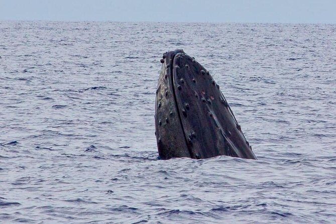 Whale Watching Experience - Who Will Love This Tour?