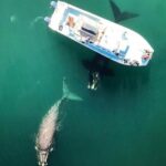Whale Watching from Gansbaai - Who Should Book This Tour?