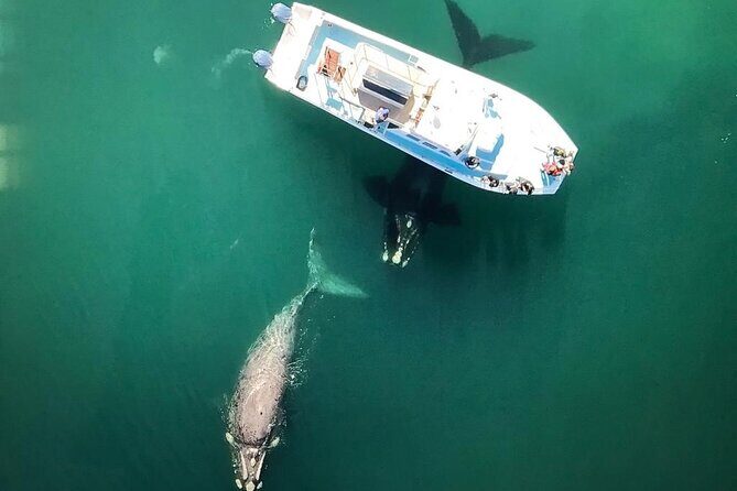 Whale Watching from Gansbaai - Who Should Book This Tour?