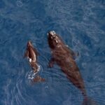 Whale Watching Hermanus - Boat base - Post-Trip Exploration & Free Time