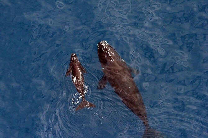 Whale Watching Hermanus - Boat base - Post-Trip Exploration & Free Time